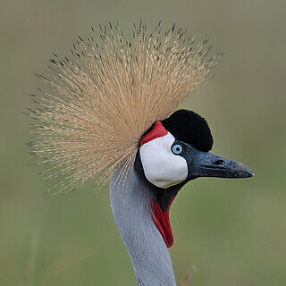 Soysambu - Grey crowned crane